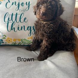 Boy ( brown) - Chocolate male Labradoodle puppy in Lowville, New York from Pleasant View Labradoodles and micro cockapoos