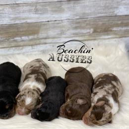 Australian Shepherd Puppies from Beachin' Aussies