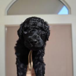Diamond - White Collar - Black female Poodle puppy in Phoenix, Arizona from Desert Diamond Poodles