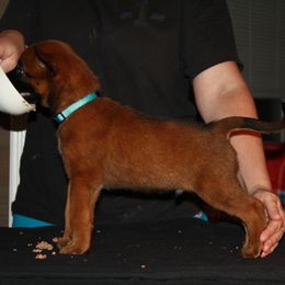 Belgian Malinois Puppies from Pyrex Kennels