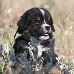 Bernese Mountain Dog, Golden Mountain Dog, and Golden Retriever Puppies from Grateful Bernese & Gage's Goldens