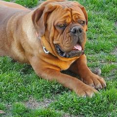 Dogues de Bordeaux from Magnificent Mastiffs of Atlanta