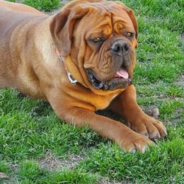 Dogues de Bordeaux from Magnificent Mastiffs of Atlanta