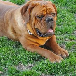 Dogues de Bordeaux from Magnificent Mastiffs of Atlanta