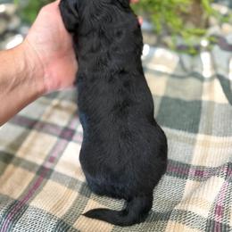 Clarabelle - Black and tan female Dachshund puppy in Mountain Home, Arkansas from Furry Friends Kennel