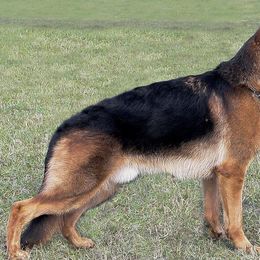 German Shepherds from CVH Kennel
