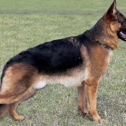 German Shepherds from CVH Kennel