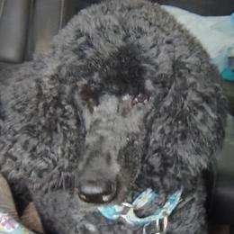 Sarah - Poodle