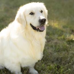 Rainier - Golden Retriever