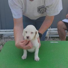 English Setter Puppies from Woodsway Kennel