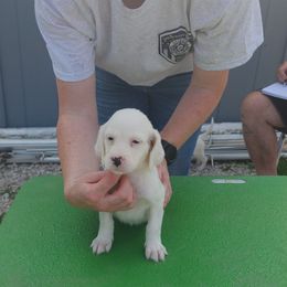 English Setter Puppies from Woodsway Kennel