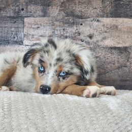 Rigatoni - Blue merle male Miniature Australian Shepherd puppy in Killen, Alabama from Wilkers Wholehearted Mini Aussies