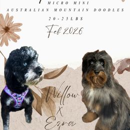 Aussiedoodle puppies from Ridgeline Doodles