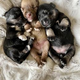 Miniature Schnauzer Puppies from Schnauzers on Robinson Lane