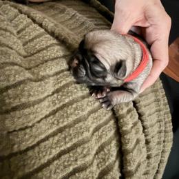 Boy 4 - male Pug puppy in Moorefield, West Virginia from Wratchford Farms