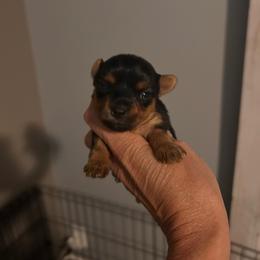 Pippy - Blue and gold male Yorkshire Terrier puppy in Hot Springs, Arkansas from Weslynn Kennels