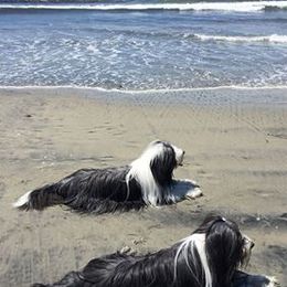 Bearded Collie All Grown Up from McCrystal Beardies