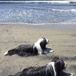 Bearded Collie All Grown Up from McCrystal Beardies