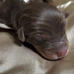Aodh - Red tri-color male Australian Shepherd puppy in Butler, Georgia from Aussies at Howling Hill Farm