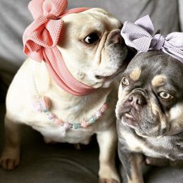 French Bulldogs from MVP Frenchie