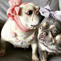 French Bulldogs from MVP Frenchie