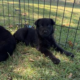Yellow Collar - Black female German Shepherd puppy in Cleburne, Texas from vom großen Staat
