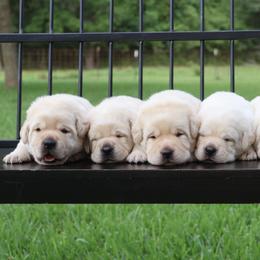 Labrador Retriever Puppies from Pride Rock Labradors