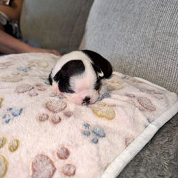 Boston Terrier Puppies from Alanna Boswell