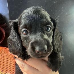 Booker-Boy 3 - Black male Dachshund puppy in Bigfork, Minnesota from Dachshunds Up North