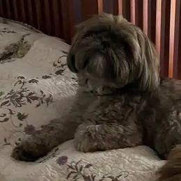 Shih Tzu Puppies from N.F.S.T Imperial ShihTzu Puppies.