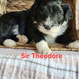 Sir Theodore - Black and white male Portuguese Water Dog puppy in Narvon, Pennsylvania from Prized Family Porties
