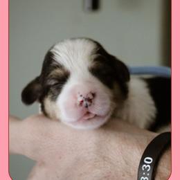 Roma - Black and tan female Pembroke Welsh Corgi puppy in South Otselic, New York from Ridge Top Corgis