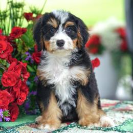 Patrick - Tri-color male Bernedoodle puppy in Dundee, Ohio from Down Home Doodle