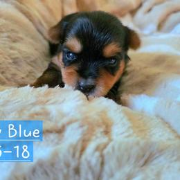 Birch - Black and gold male Yorkshire Terrier puppy in Nitro, West Virginia from Kathryn's Yorkies