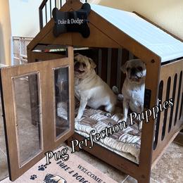 Pug Puppies from Pug Perfection Puppies