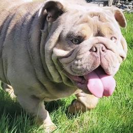 Bulldogs from Authentic Bullys