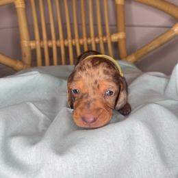 Yellow - Dapple male Dachshund puppy in Yuba City, California from Mulberry Dachshunds