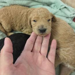 Arlo - Apricot male Goldendoodle puppy in Vinton, Iowa from Doodles to Love