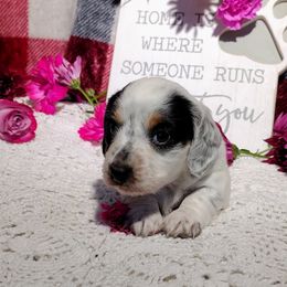 Dachshund Puppies from K&L Dachshund