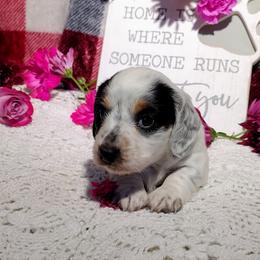 Dachshund Puppies from K&L Dachshund