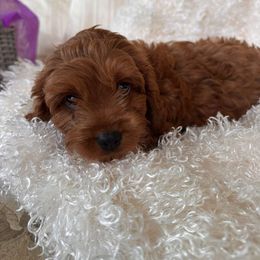 Cavapoo Puppies from Dotties Lil Blessings
