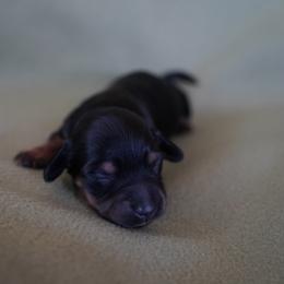 Leonardo - Black and tan male Dachshund puppy in Quemado, New Mexico from TNT Dachshunds