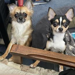 Chihuahuas from Blackfire Kennel