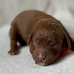 Orange - Red  female Goldendoodle puppy in Hesperia, Michigan from Red Acres Poodles & Doodles