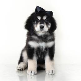 Girl 4 - female Tibetan Mastiff puppy in Illinois from Adynasty Tibetan Mastiffs