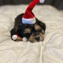 Schnoodle Puppies from Noodle Tings Puppies