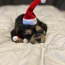 Schnoodle Puppies from Noodle Tings Puppies