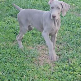 Weimaraner Puppies from So-IN Weimaraner's