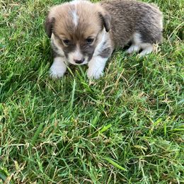 Pembroke Welsh Corgi Puppies from Red Wagon Farm