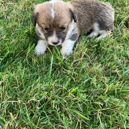Pembroke Welsh Corgi Puppies from Red Wagon Farm